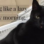 Black cat lounging comfortably in a basket on a quiet snowy Sunday, representing rest, safety, and slowing down